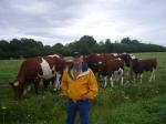 Cattle in France 2012 
