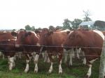 french cattle 018.JPG