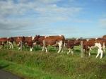 french cattle 030.JPG