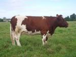 french cattle 038.JPG