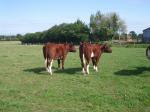 french cattle 055.JPG