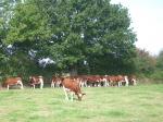 french cattle 073.JPG