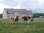 french cattle 161.JPG