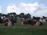 french cattle 176.JPG