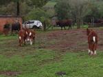 Fullblood calves in Brazil (1).jpg