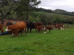 Fullblood calves in Brazil (2).jpg