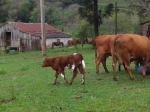 Fullblood calves in Brazil (3).jpg