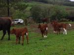 Fullblood calves in Brazil (4).jpg