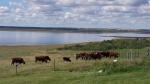 2016 cattle overlooking Manitou Lake.jpg