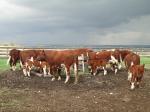 Cattle