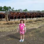 Granddaughter with heifers.jpg