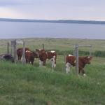 calves at fence line.jpg