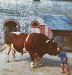 france72bullandchild.jpg