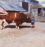 france72bullandchild2.jpg