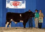 1GRP5721_CH MA Bull.jpg