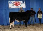 2GRP8228_CH MA BULL.JPG